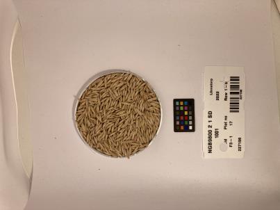 Click for 1 image(s) for this accession. SEED